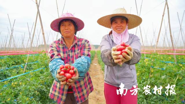 遂溪千禧果成就一條“億元村”  南方農村報 林曉嵐 拍攝