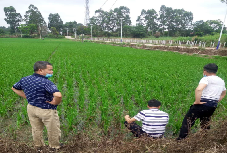 2.4月20日，種植業(yè)股會同周志強高級農(nóng)藝師到洋青鎮(zhèn)高產(chǎn)綠色創(chuàng)建項目基地檢查蟲情.jpg
