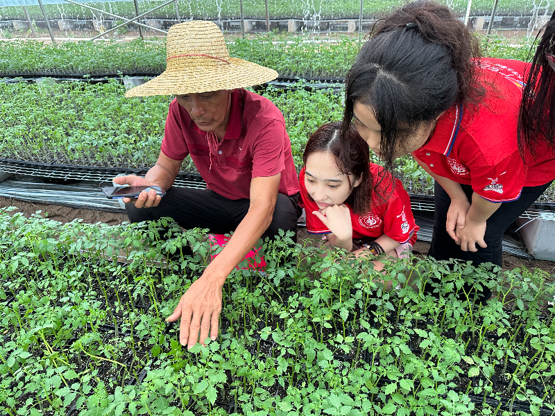 廣東石油化工學院新農果蔬筑夢隊走訪界炮鎮圣女果種植基地.jpg